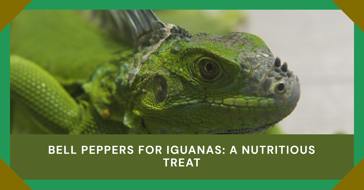 Can Iguanas Eat Bell Peppers