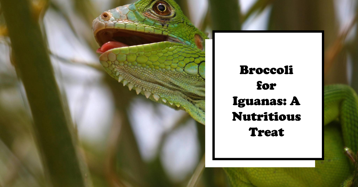 Can Iguanas Eat Broccoli