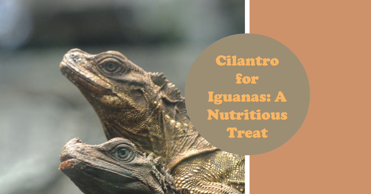 Can Iguanas Eat Cilantro