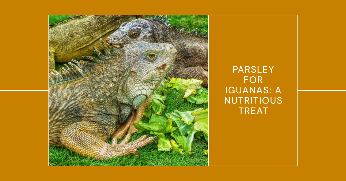 Can Iguanas Eat Parsley