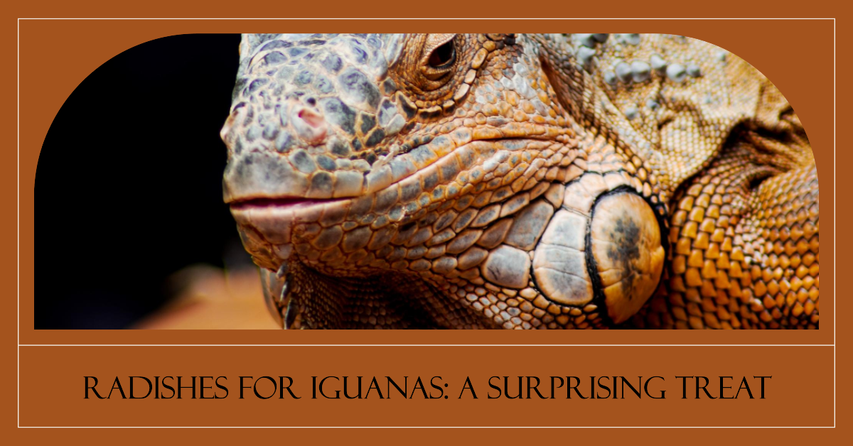 Can Iguanas Eat Radishes