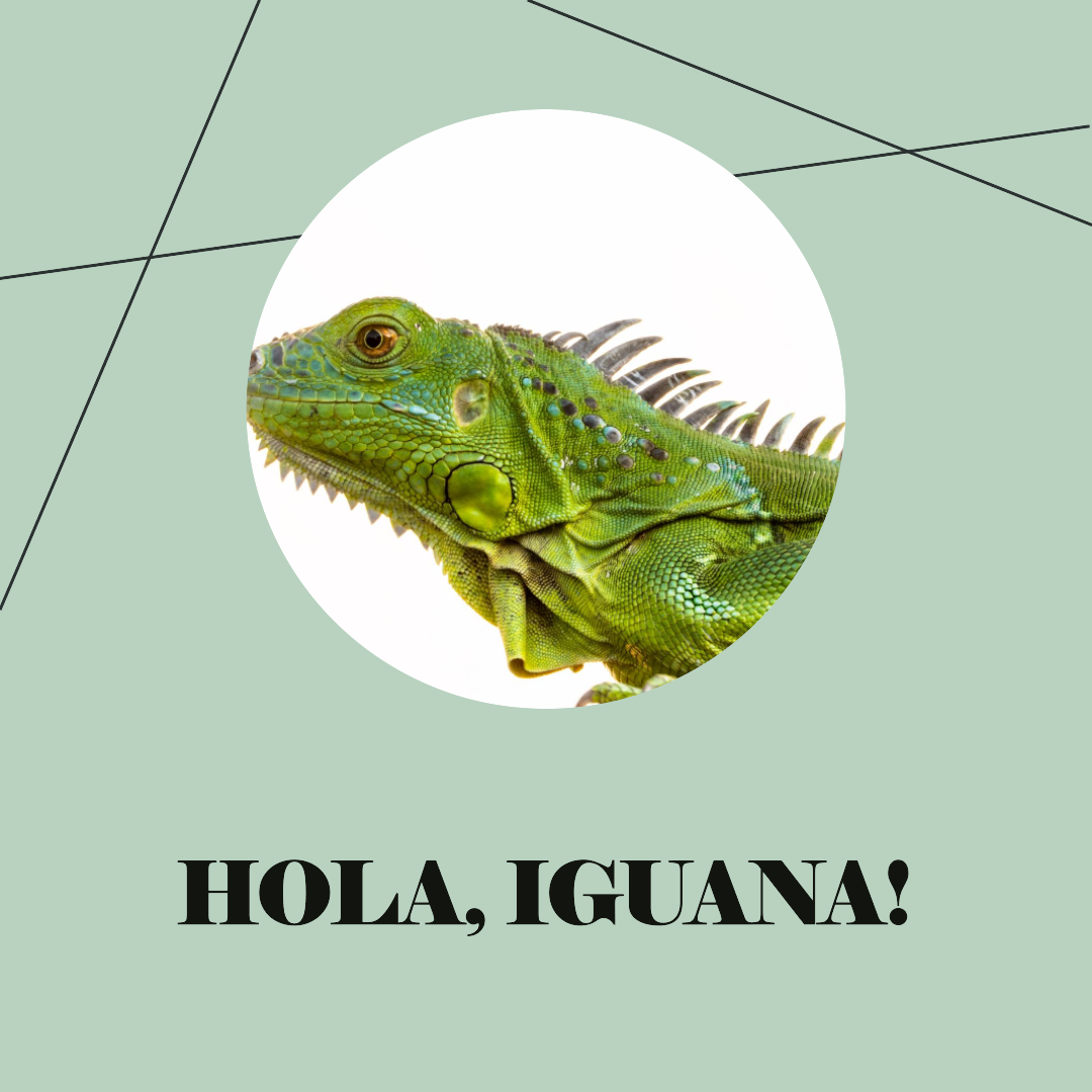 hola iguana in spanish