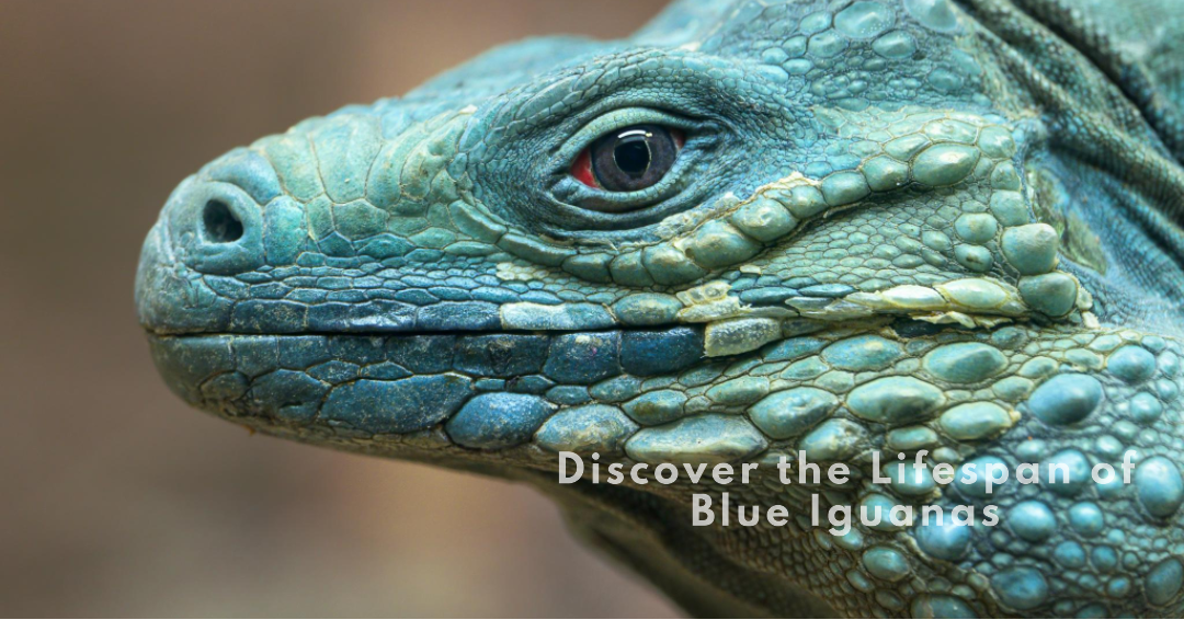 Discover the Lifespan of Blue Iguanas