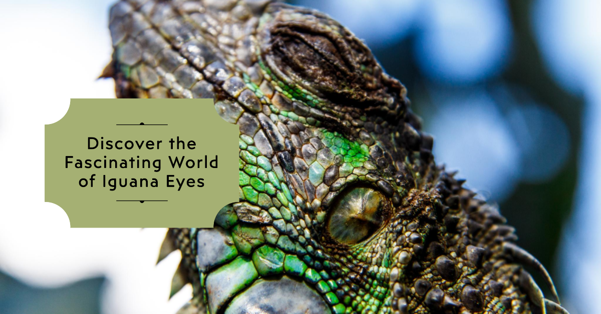 How Many Eyes Does an Iguana Have