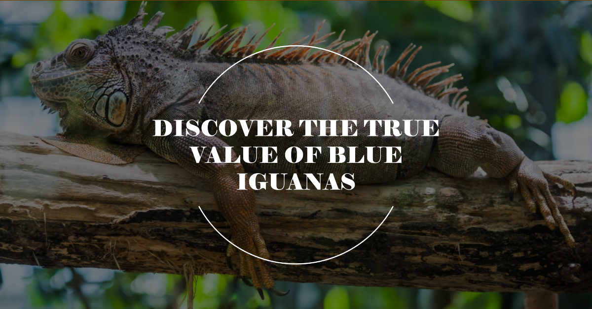 How Much Are Blue Iguanas