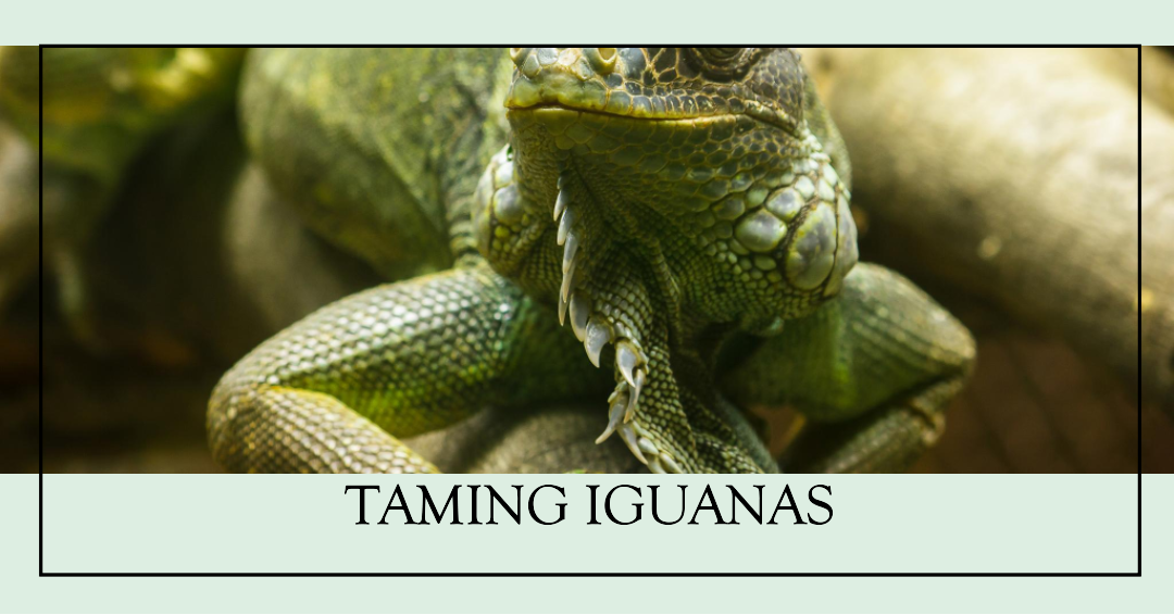 Tame Iguana