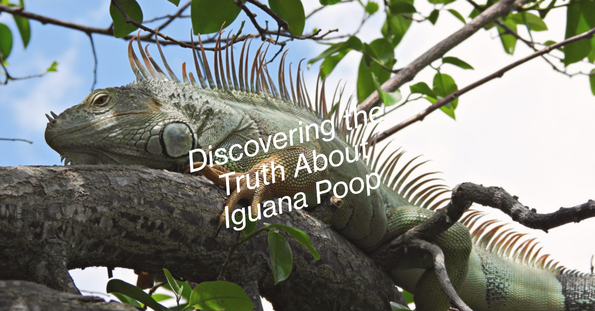 What Does Iguana Poop Look Like
